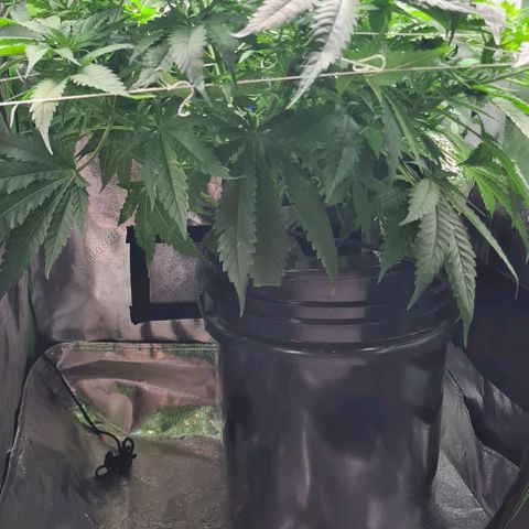 Cookie growlog timeline photo