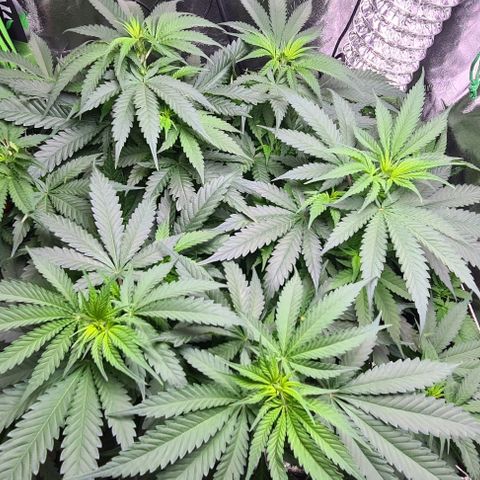 Cookie growlog timeline photo