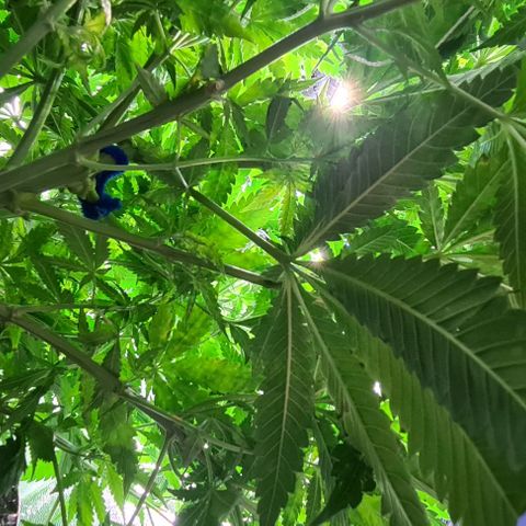 Cookie growlog timeline photo