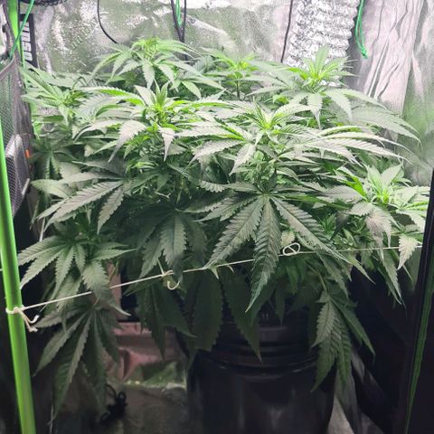 Cookie growlog timeline photo