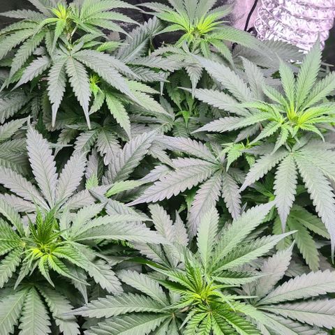 Cookie growlog timeline photo