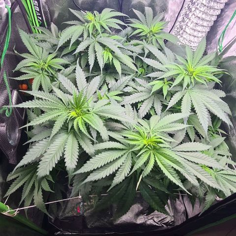 Cookie growlog timeline photo