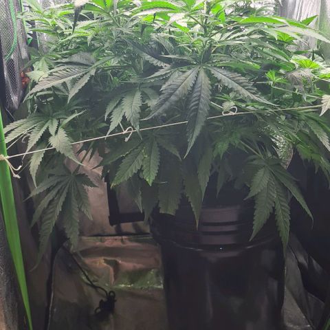 Cookie growlog timeline photo