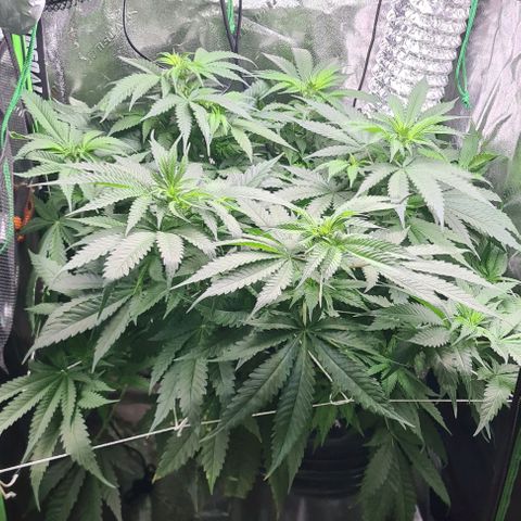 Cookie growlog timeline photo