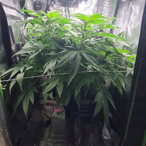 Cookie growlog timeline photo