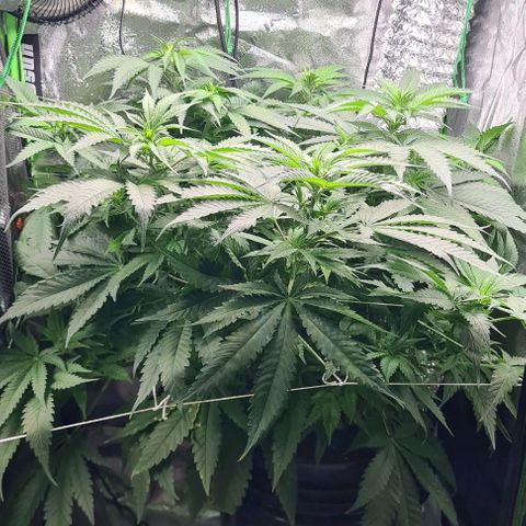 Cookie growlog timeline photo