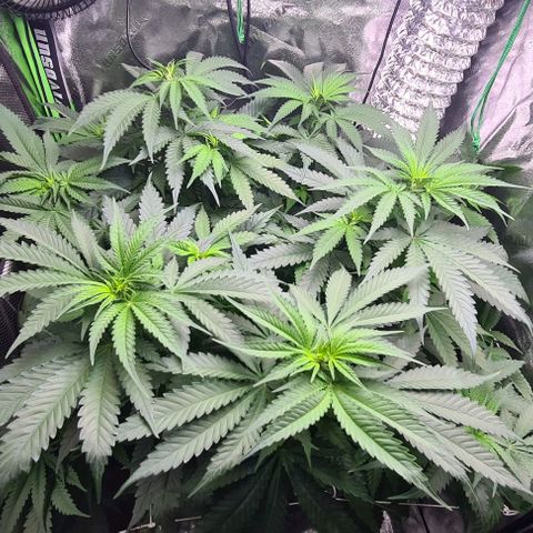 Cookie growlog timeline photo