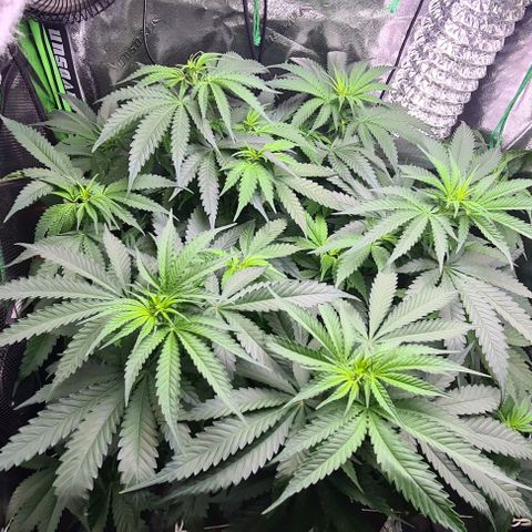 Cookie growlog timeline photo