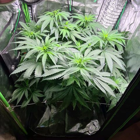 Cookie growlog timeline photo