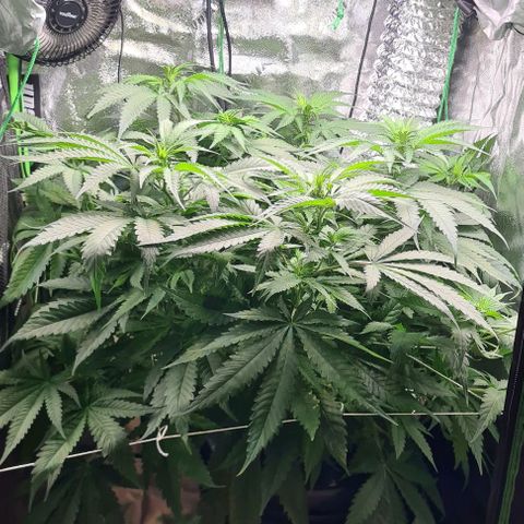 Cookie growlog timeline photo