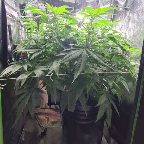Cookie growlog timeline photo