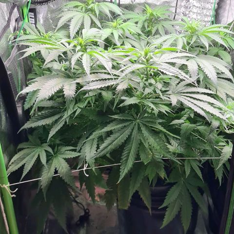 Cookie growlog timeline photo