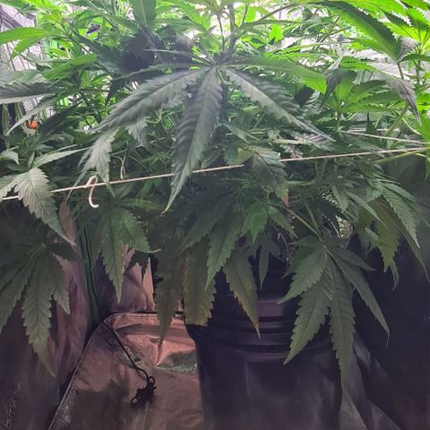 Cookie growlog timeline photo