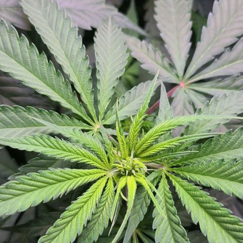 Cookie growlog timeline photo