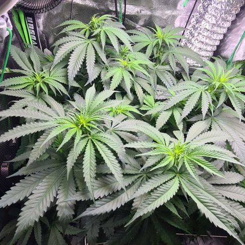 Cookie growlog timeline photo