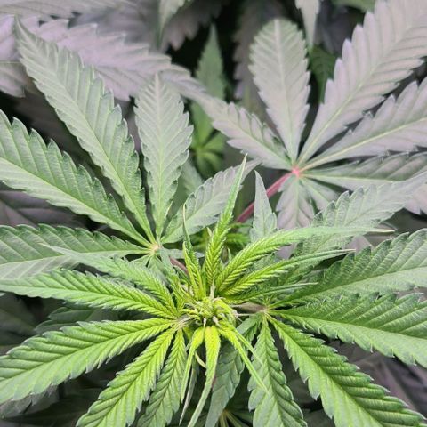 Cookie growlog timeline photo