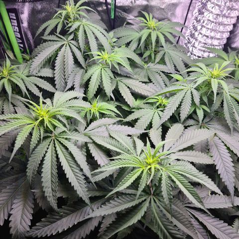 Cookie growlog timeline photo