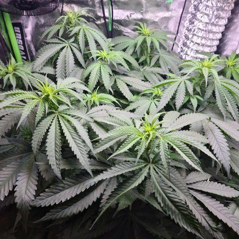 Cookie growlog timeline photo