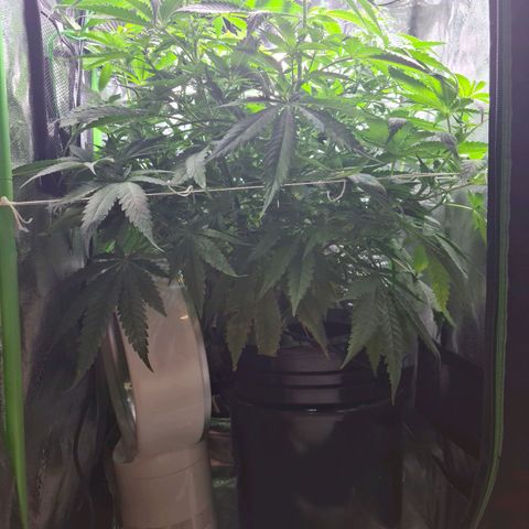Cookie growlog timeline photo