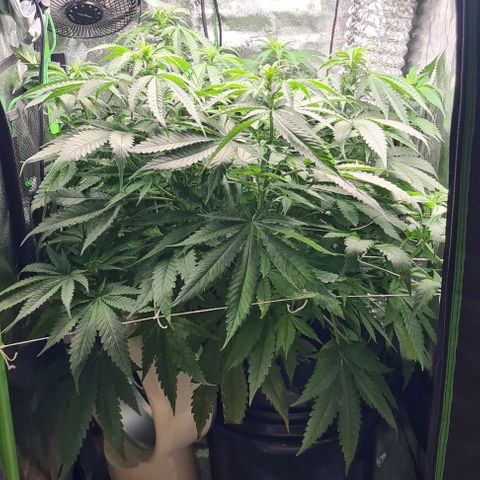 Cookie growlog timeline photo