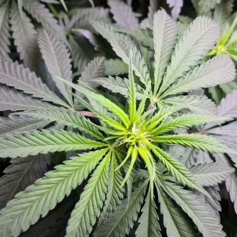 Cookie growlog timeline photo