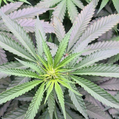 Cookie growlog timeline photo