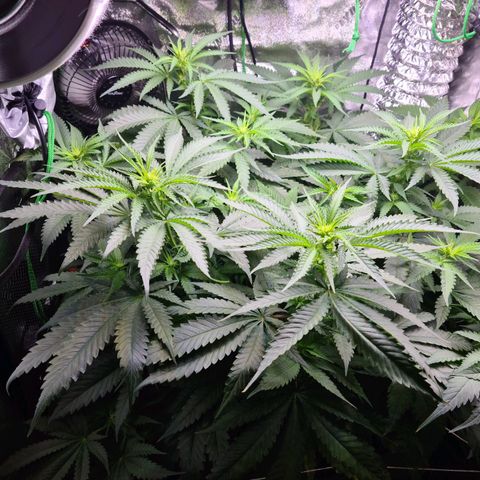Cookie growlog timeline photo