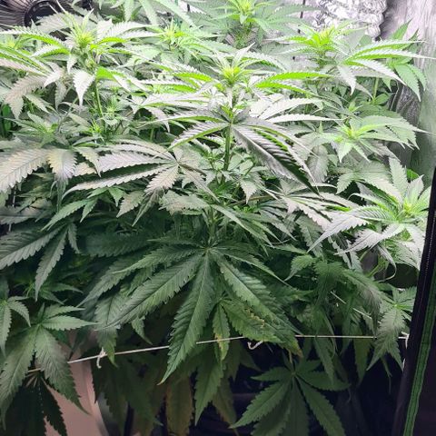 Cookie growlog timeline photo