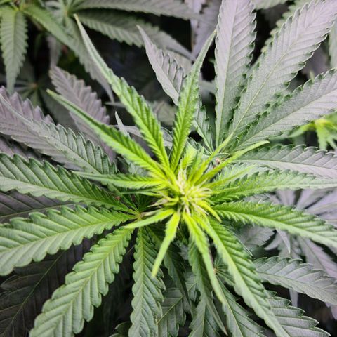 Cookie growlog timeline photo