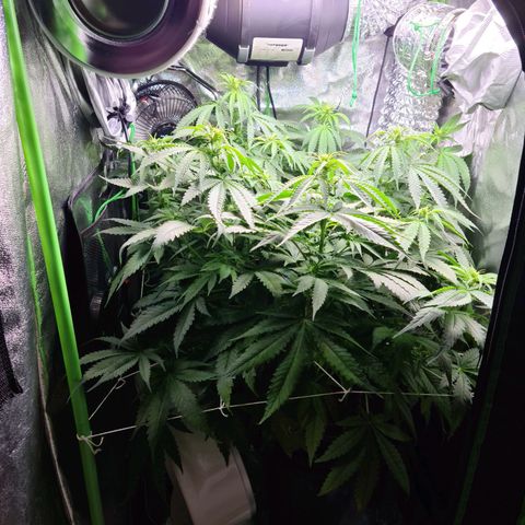 Cookie growlog timeline photo