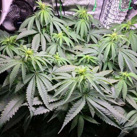 Cookie growlog timeline photo