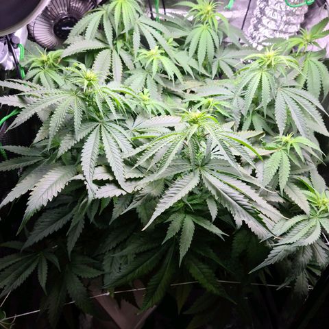Cookie growlog timeline photo