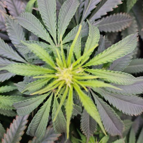 Cookie growlog timeline photo