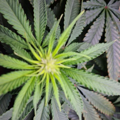 Cookie growlog timeline photo