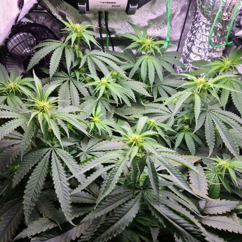 Cookie growlog timeline photo