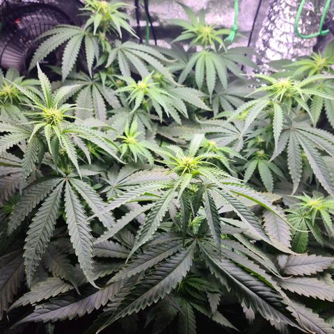 Cookie growlog timeline photo
