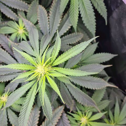 Cookie growlog timeline photo