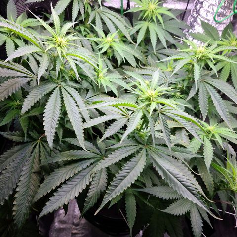 Cookie growlog photo: Sacamos 8 esquejes