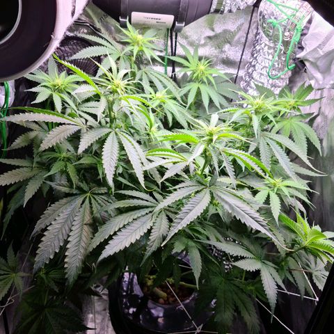 Cookie growlog photo: Sacamos 8 esquejes