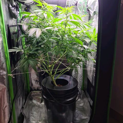 Cookie growlog photo: Sacamos 8 esquejes