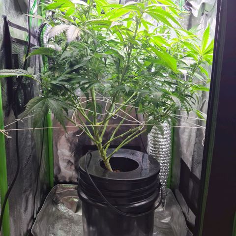 Cookie growlog photo: Sacamos 8 esquejes