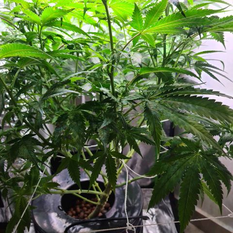 Cookie growlog photo: Sacamos 8 esquejes