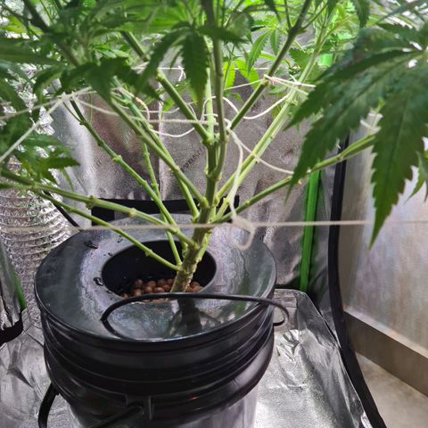 Cookie growlog photo: Sacamos 8 esquejes