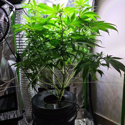 Cookie growlog photo: Sacamos 8 esquejes