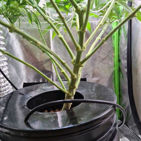 Cookie growlog photo: Sacamos 8 esquejes