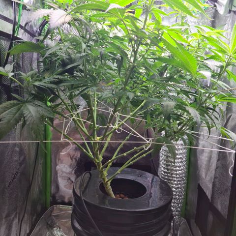 Cookie growlog photo: Sacamos 8 esquejes