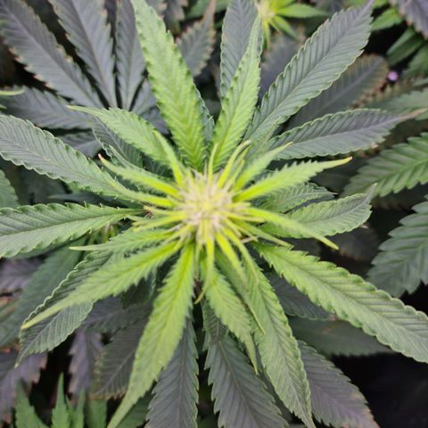 Cookie growlog timeline photo