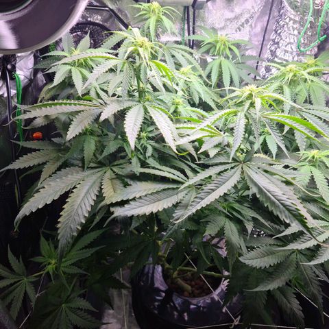 Cookie growlog timeline photo