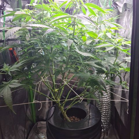 Cookie growlog timeline photo
