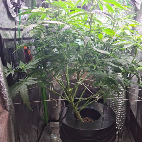 Cookie growlog timeline photo
